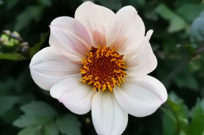 Dahlia ‚Happy Single Princess‘ (Einfache Dahlie)