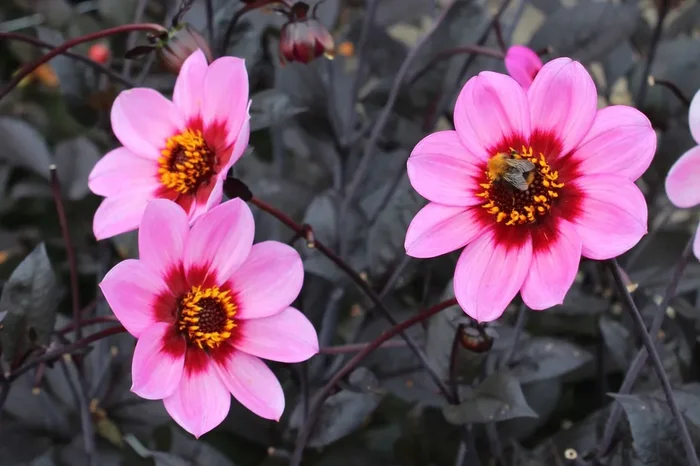 Dahlia ‚Happy Single Wink‘ (Schmuck-Dahlie)
