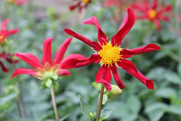 Dahlia ‚Honka Rood‘ (Orchideenblütige Dahlie)