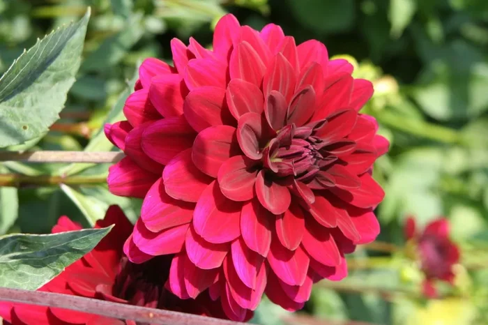 Dahlia ‚Karma Naomi‘ (Seerosenblütige Dahlie)