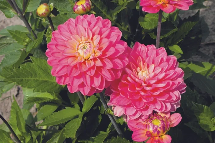 Dahlia ‚Melody Allegro‘ (Kaktusblütige Dahlie)