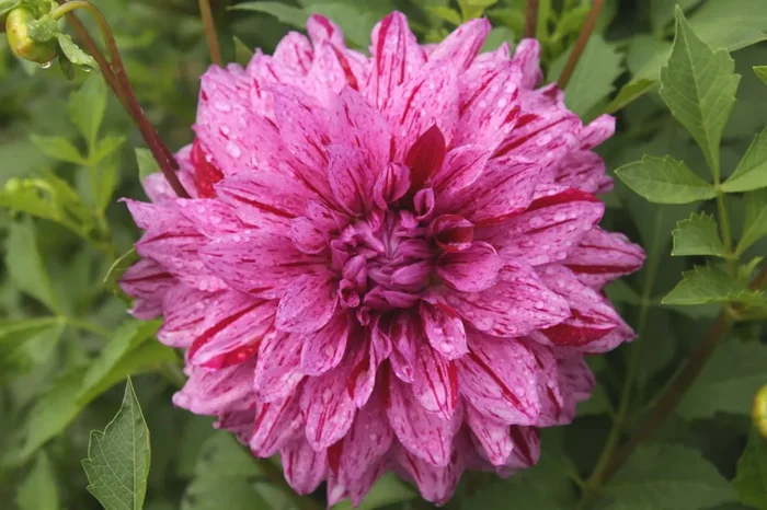 Dahlia ‚Painted Girl‘ (Schmuckdahlie)