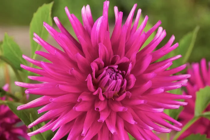 Dahlia ‚Purple Gem‘ (Kaktus-Dahlie)