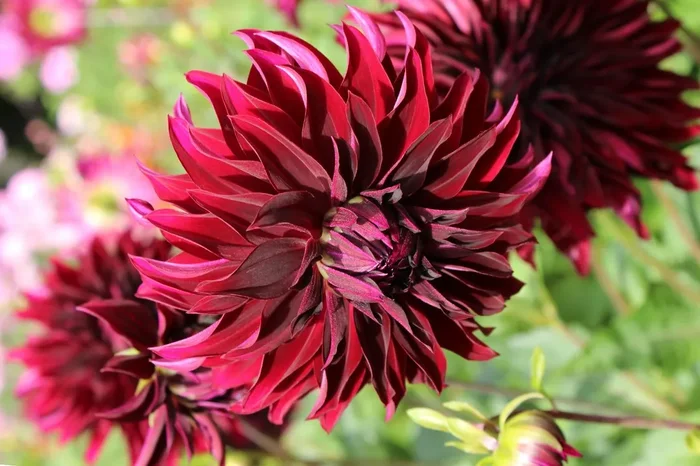 Dahlia ‚Rip City‘ (Schmuckdahlie)