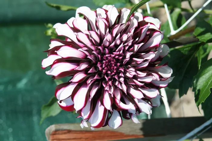 Dahlia ‚Tartan‘ (Schmuckdahlie)