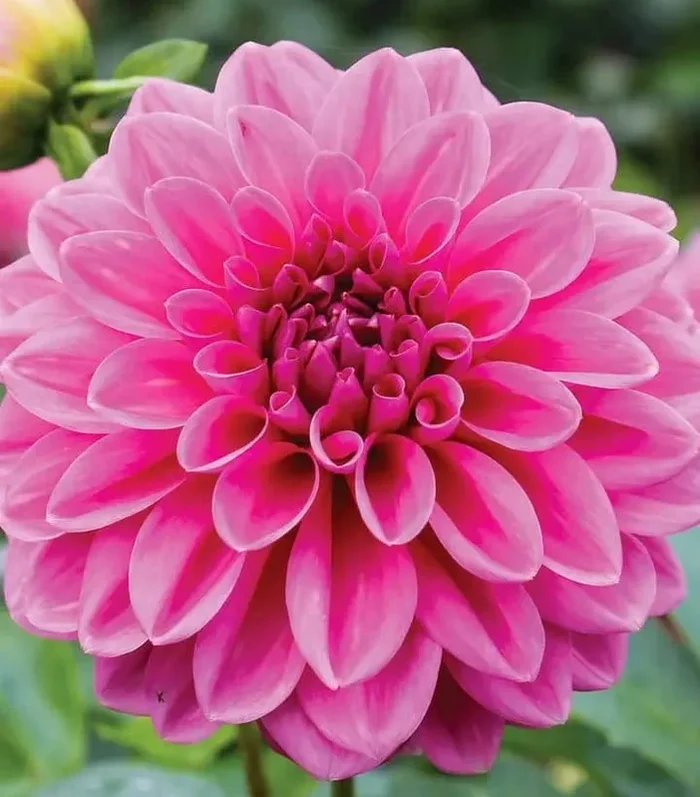 Dahlia Flower Plant