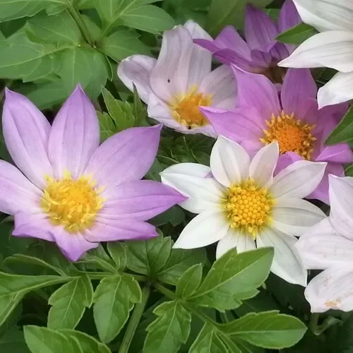 Dahlia Merckii