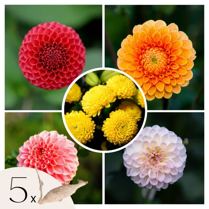 Dahlia Pompon – Dahlia tubers – Mix of 5