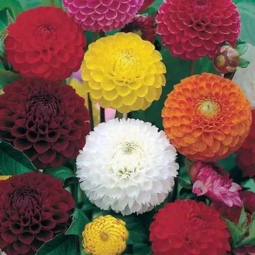 Dahlia Variabilis ‚Pompone Double Mix‘