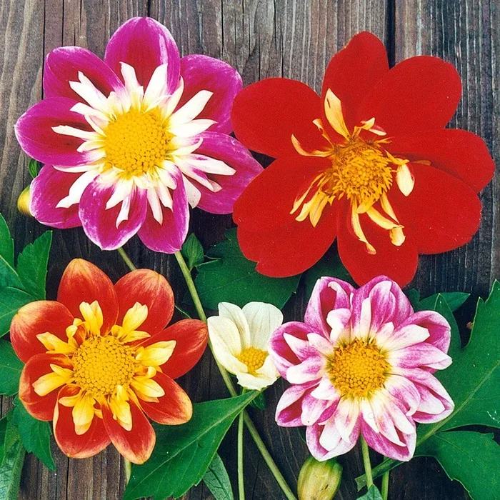Dahlia x pinnata (Halskrås-gr.)