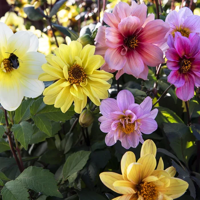 Dahlia x pinnata
