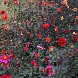 Dahlie – Einjährige Blume