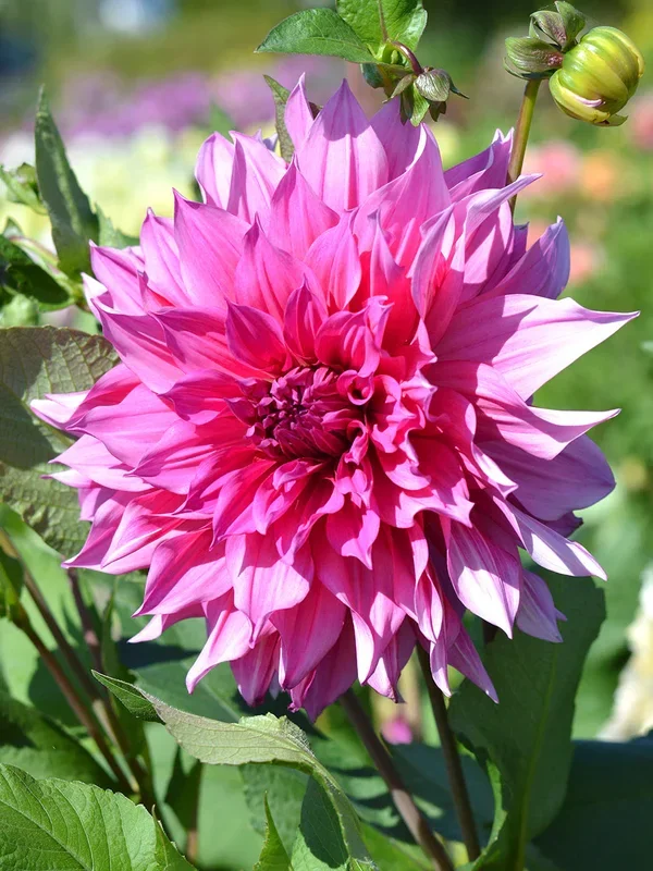 Dahlie Emory Paul