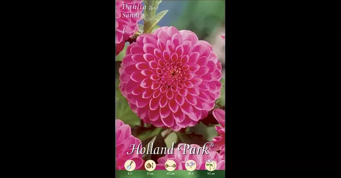 Dahlie Sandra