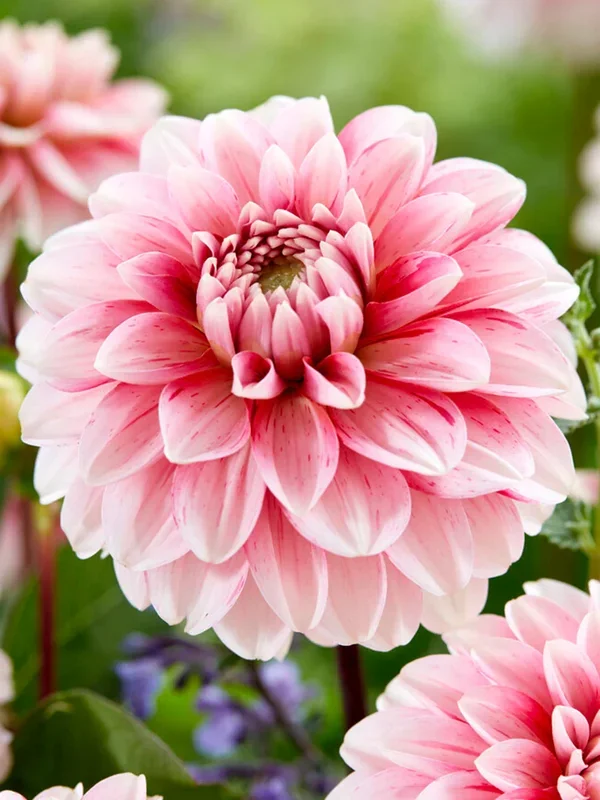 Dahlie Strawberry Cream