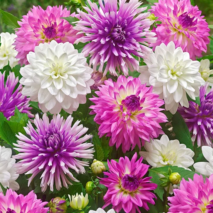 Dahlien Mischung ‚All Summer Long‘ (x5)