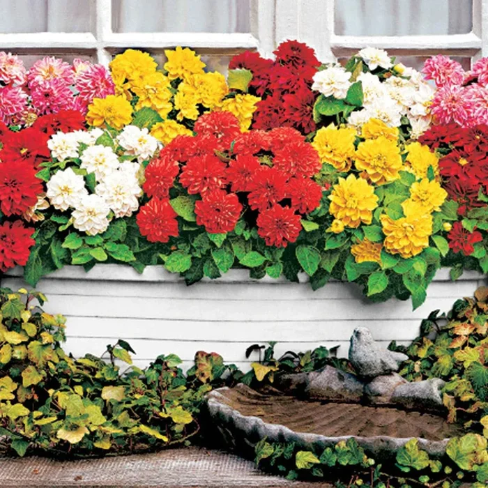 Dahlien Mischung ‚Terrace View‘ (x5)