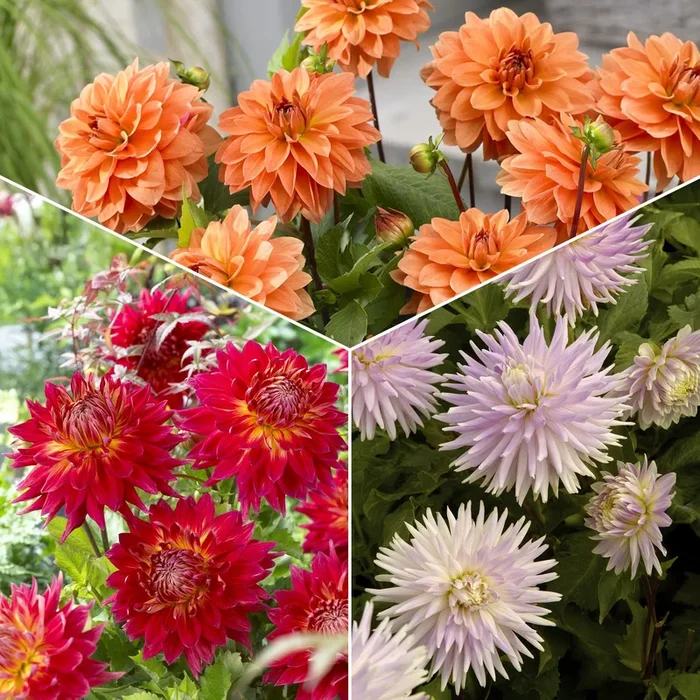 Dahlien Mischung (x5)