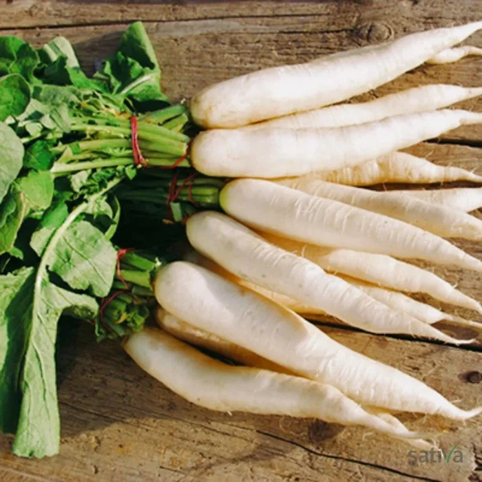 Daikon