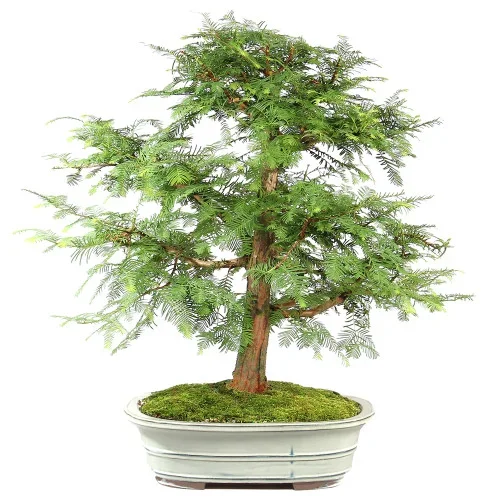 Dawn Redwood – ST7424DR-J
