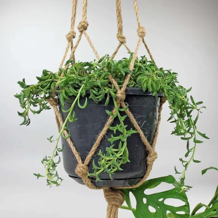 Delfin Sukkulente – Senecio peregrinus