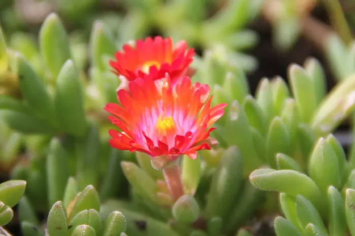 Delosperma ‚Fire Spinner‘ ® (Garten-Mittagsblume)