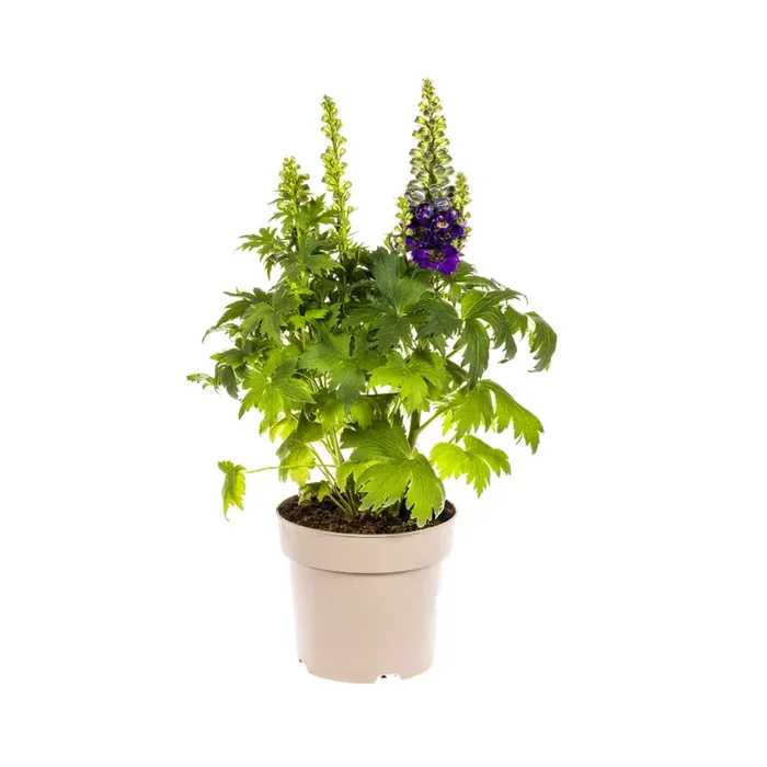 Delphinium elatum – Hoher Rittersporn