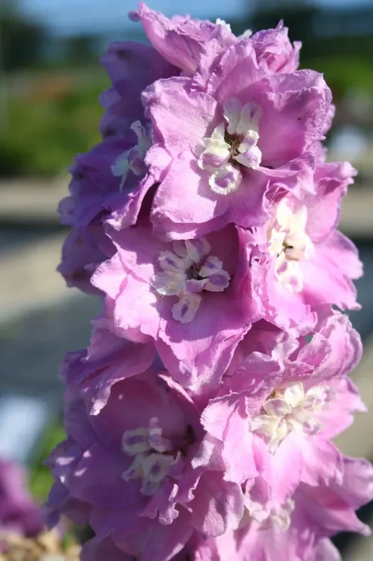 Delphinium New Millenium ‚Sweethearts‘ (Rittersporn)