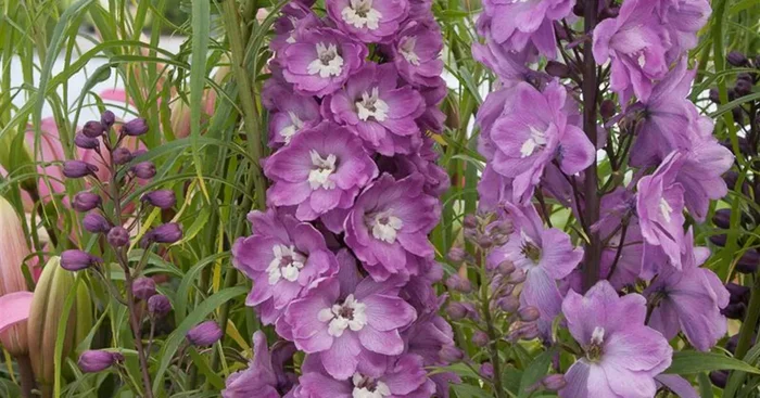 Delphinium Pacific ‚Astolat‘