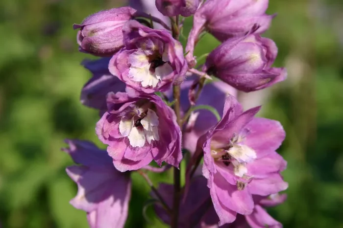 Delphinium Pacific-Hybride ‚Astolat‘ (Pacific-Rittersporn)