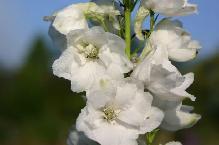 Delphinium Pacific-Hybride ‚Galahad‘ (Pacific-Rittersporn)