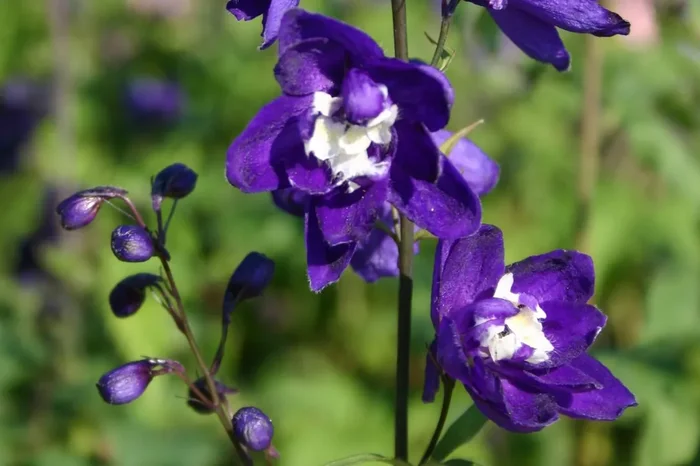 Delphinium Pacific-Hybride ‚King Arthur‘ (Pacific-Rittersporn)