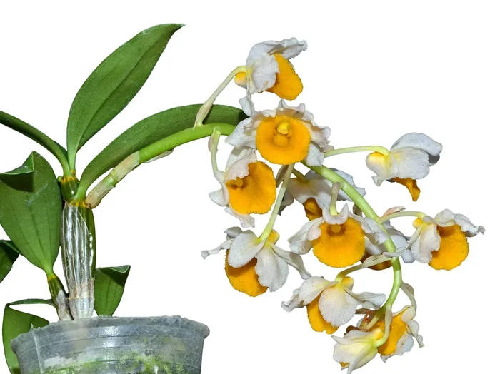 Dendrobium densiflorum f. luteo alba