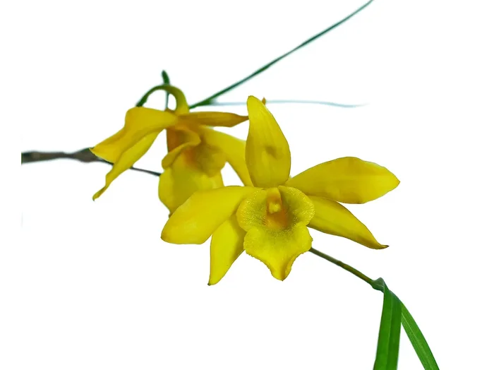 Dendrobium hancockii