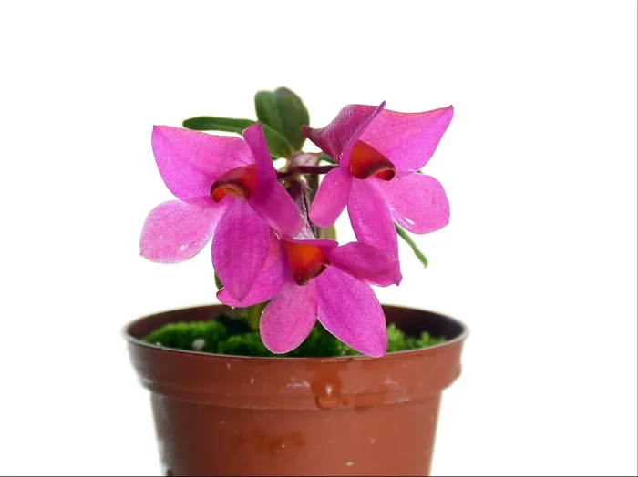 Dendrobium Mtn’s Butterfly Kisses ‚Pink‘