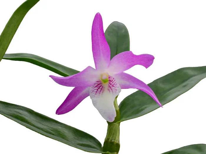 Dendrobium Rainbow Dance