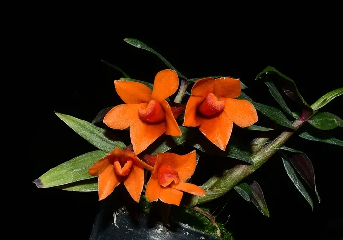 Dendrobium Teipels Farbrausch