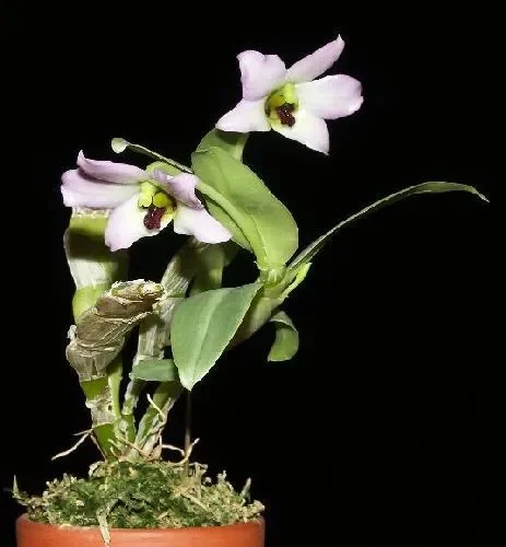 Dendrobium trantuanii