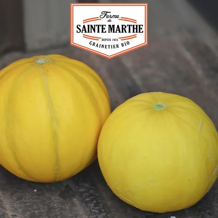 Der Bauernhof Sainte Marthe – 15 Samen Melon Boule d’Or