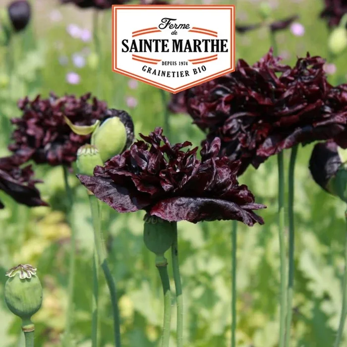 Der Bauernhof Sainte Marthe – 2.000 Samen Mohn Black Peony