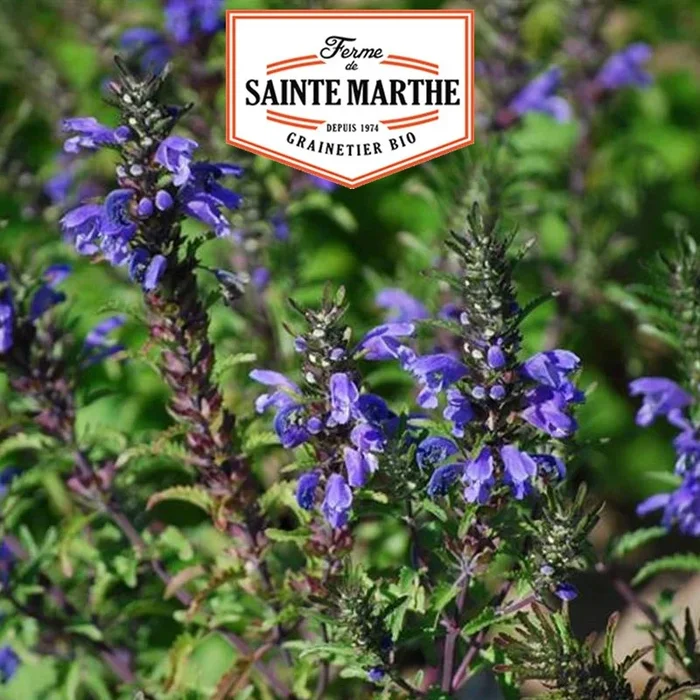 Der Bauernhof Sainte Marthe – 200 Samen Gartentee