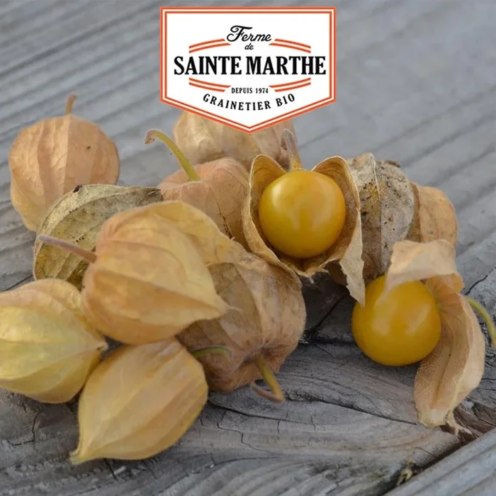 Der Bauernhof Sainte Marthe – 50 Samen Peruanische Herzmuschel