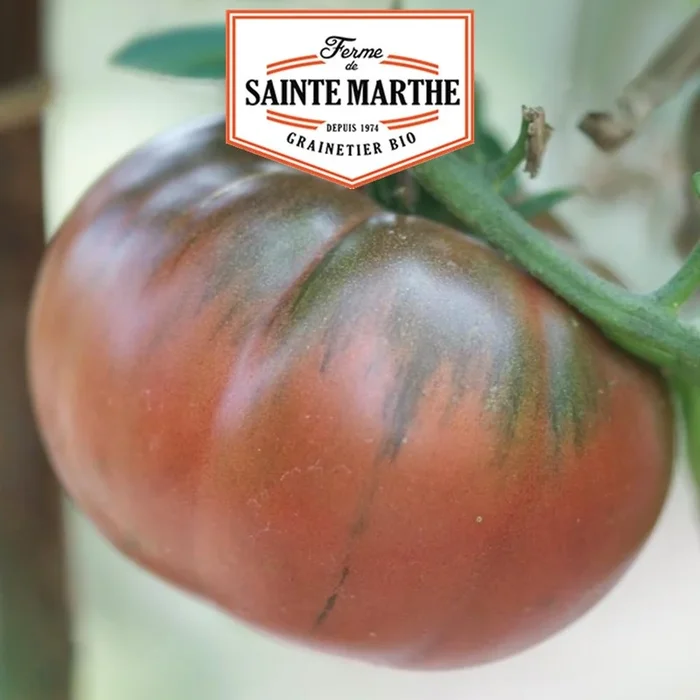 Der Bauernhof Sainte Marthe – 50 Samen Tomate Black aus Tula