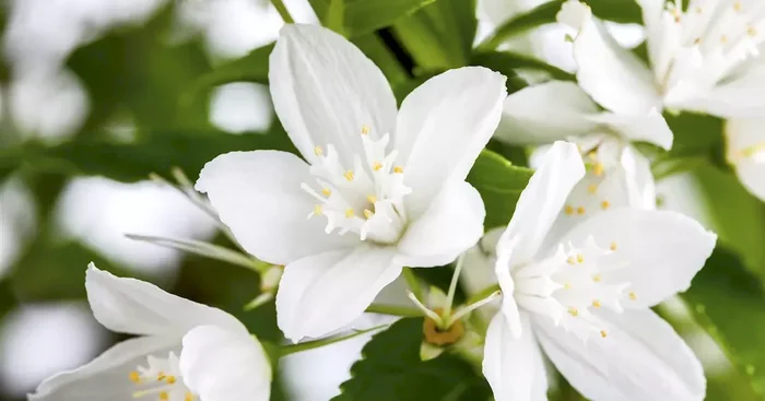 Deutzia gracilis