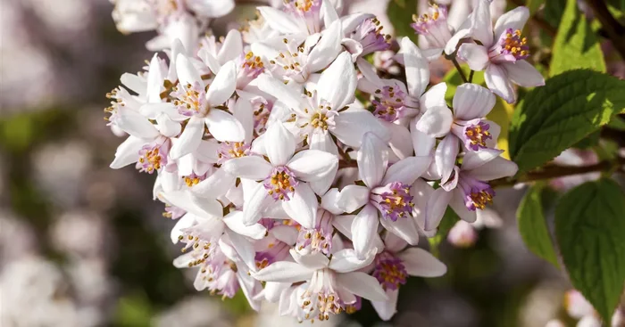 Deutzia hybrida ‚Mont Rose‘