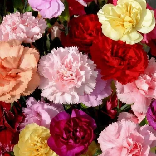 Dianthus Barbatus ‚Crown Double Mix‘