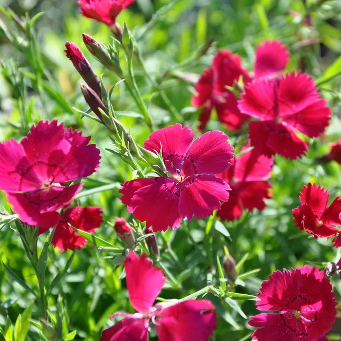 Dianthus deltoides