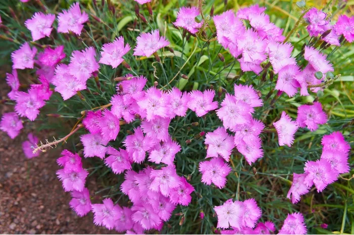 Dianthus gratianopolitanus ‚Eydangeri‘ (Pfingst-Nelke)