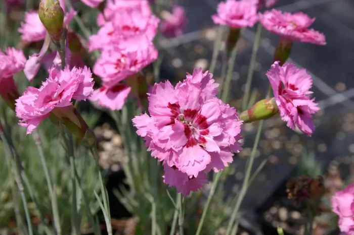 Dianthus plumarius ‚Maggie‘ (Federnelke)