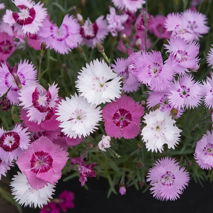 Dianthus plumarius